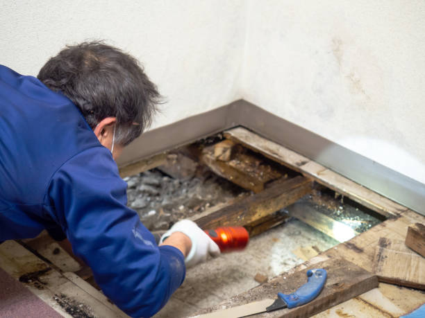 Best Office Mold Removal Services  in Great Falls Crossing, VA