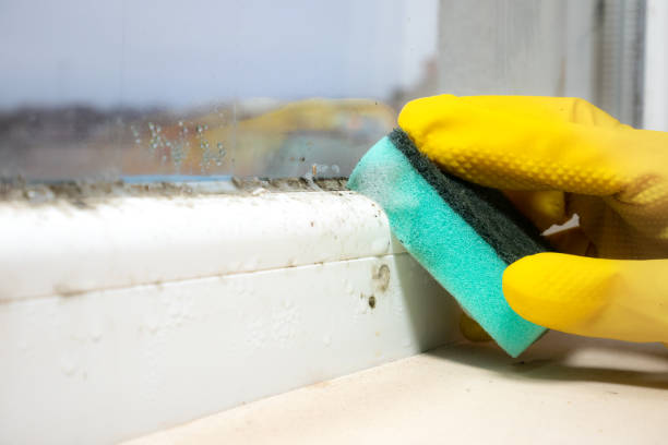 Best Mold Removal Company Near Me  in Great Falls Crossing, VA