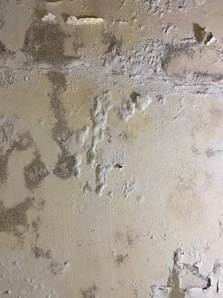  Great Falls Crossing, VA Mold Removal Pros