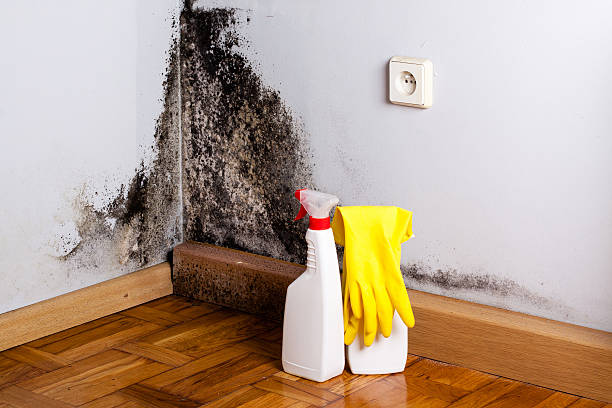 Best Emergency Mold Removal  in Great Falls Crossing, VA